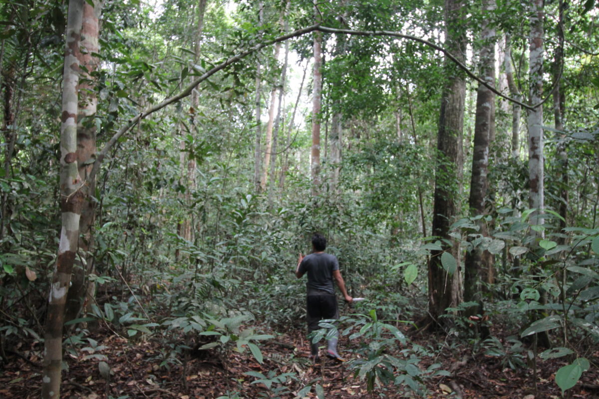Satu lokasi riset amfibi di Hutan Harapan, tepatnya Sungai Lalan dengan tipe hutan sekunder.Foto: Elviza Diana/ Mongabay Indonesia